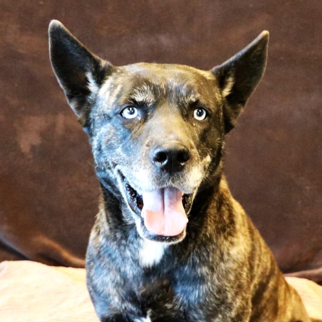 Enlarge Indigo, a Adoptable mixed breed in Rifle, CO image 5/5