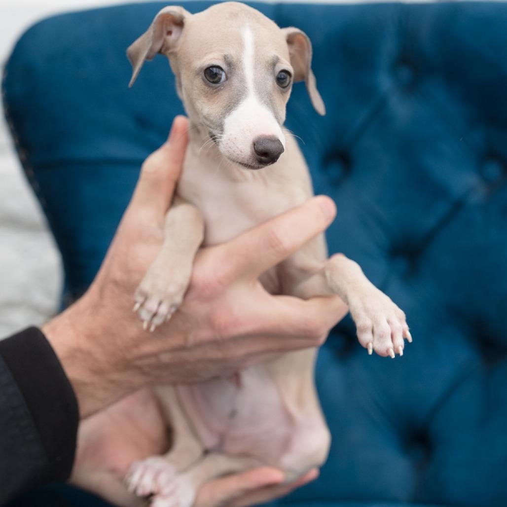 Chanterelle, adopted, Puppy Female Italian Greyhound.