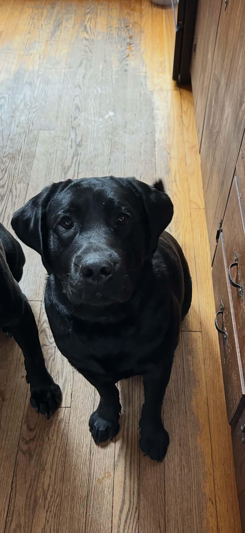 Bear, Adopted, Young Male Black Labrador Retriever.