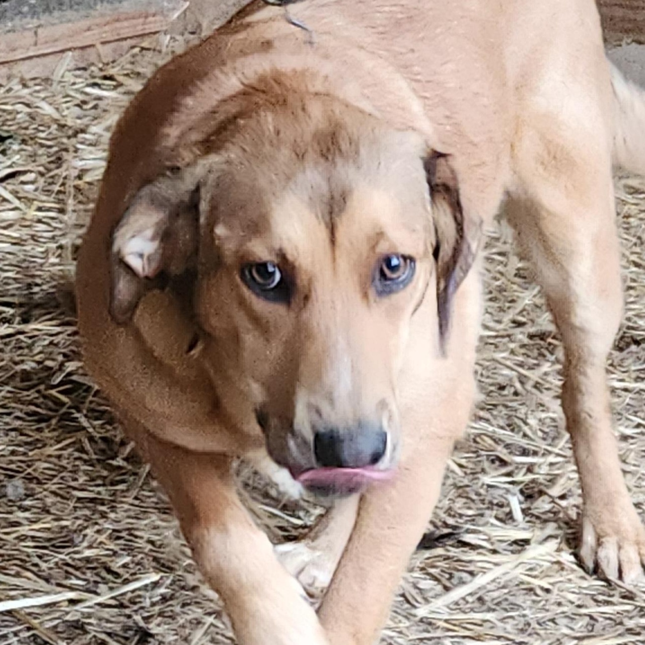 Karma, a Adoptable mixed breed in Flintstone, GA image 3/5