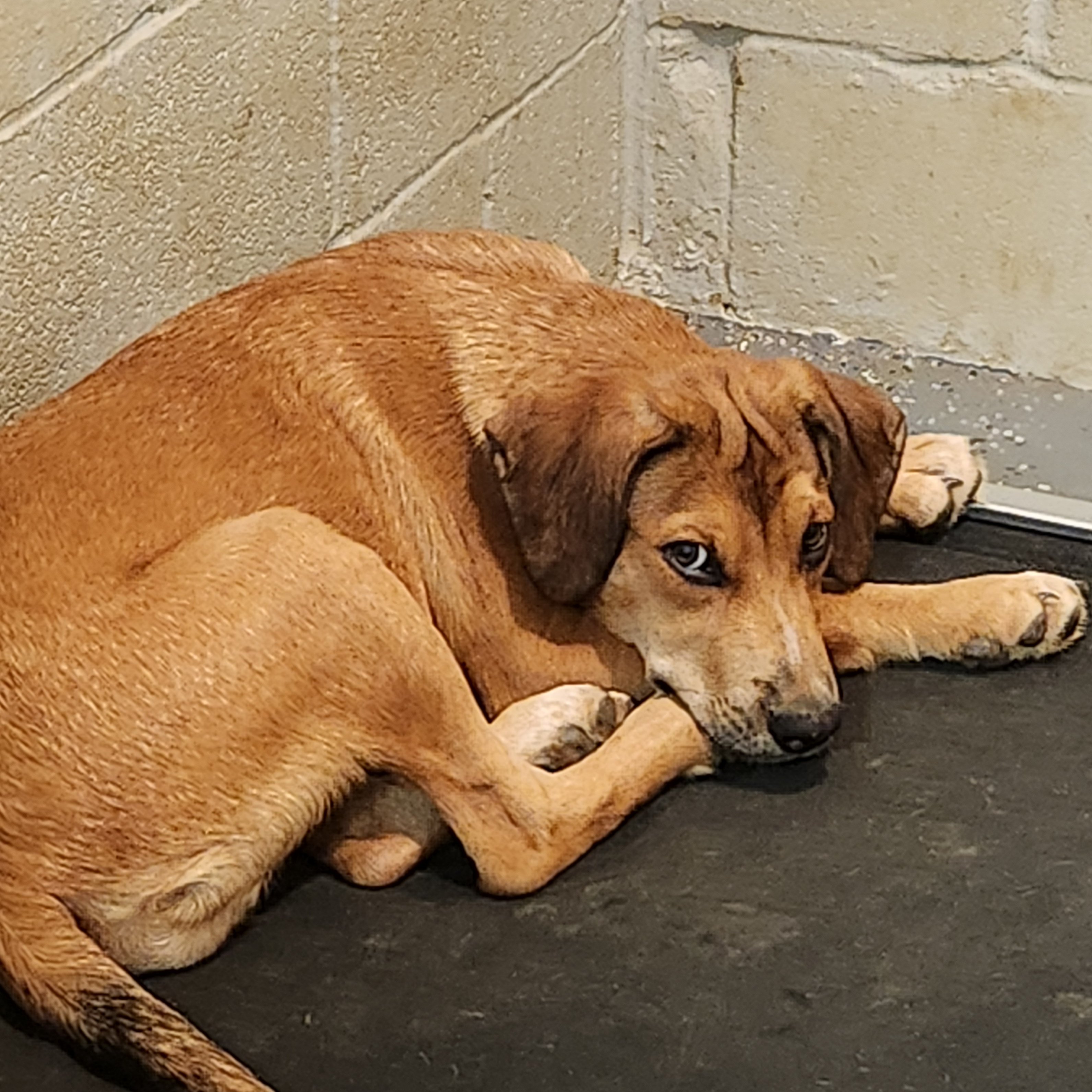 Karma, a Adoptable mixed breed in Flintstone, GA image 4/5