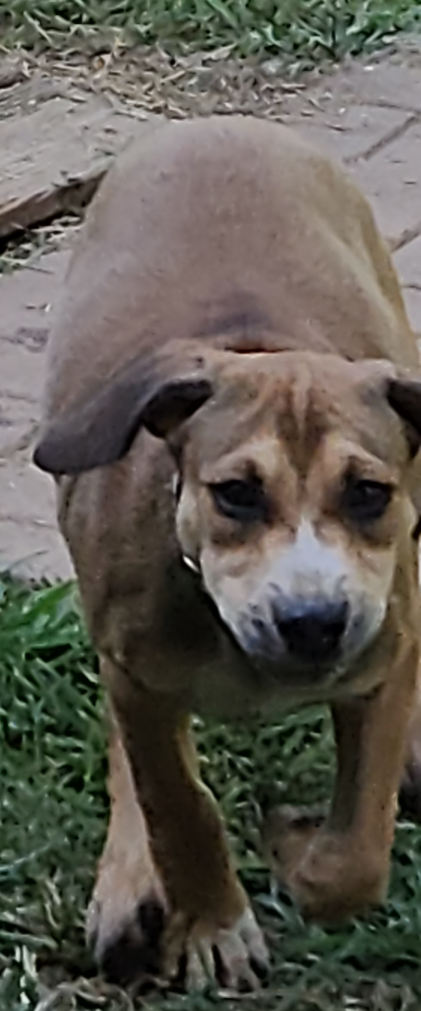 Karma, a Adoptable mixed breed in Flintstone, GA image 5/5