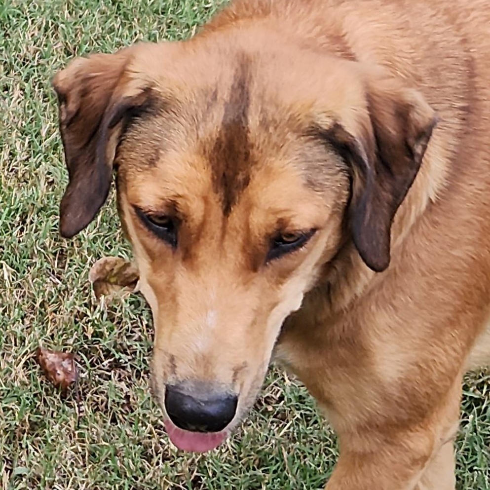 Karma, Adoptable, Adult Female Golden Retriever & Mixed Breed.