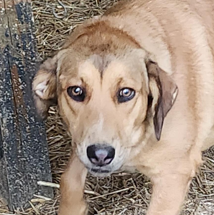 Karma, a Adoptable mixed breed in Flintstone, GA image 2/5