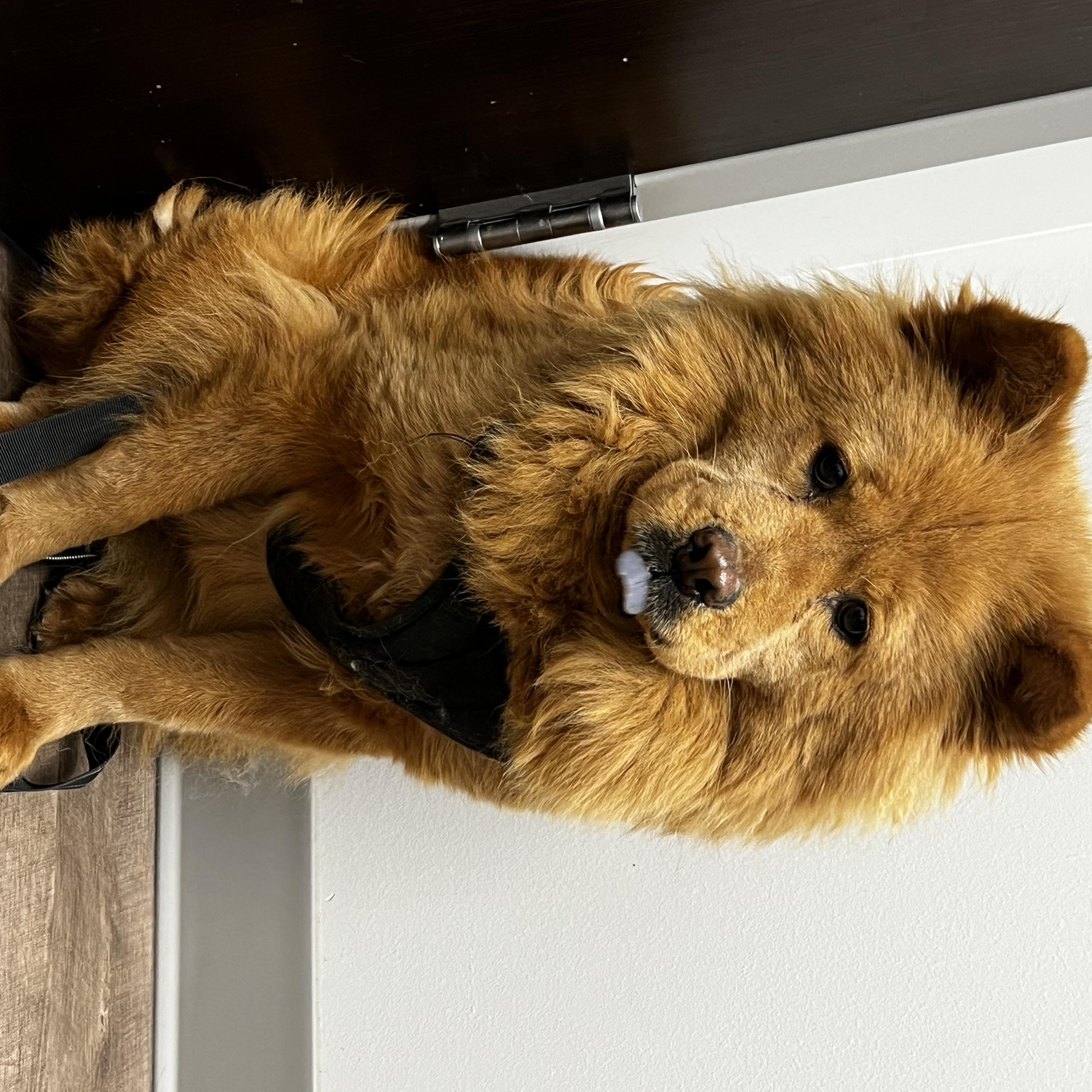 Enlarge Crimson, a Adoptable Chow Chow in Saint Louis, MO image 1/5