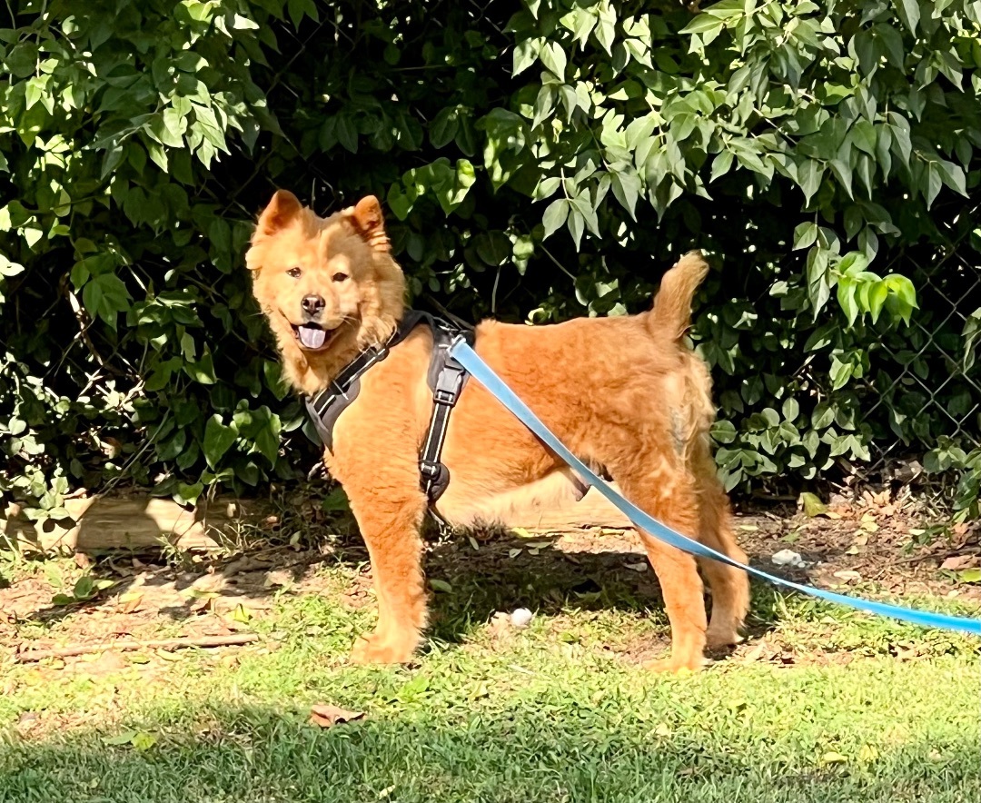 Enlarge Crimson, a Adoptable Chow Chow in Saint Louis, MO image 2/5