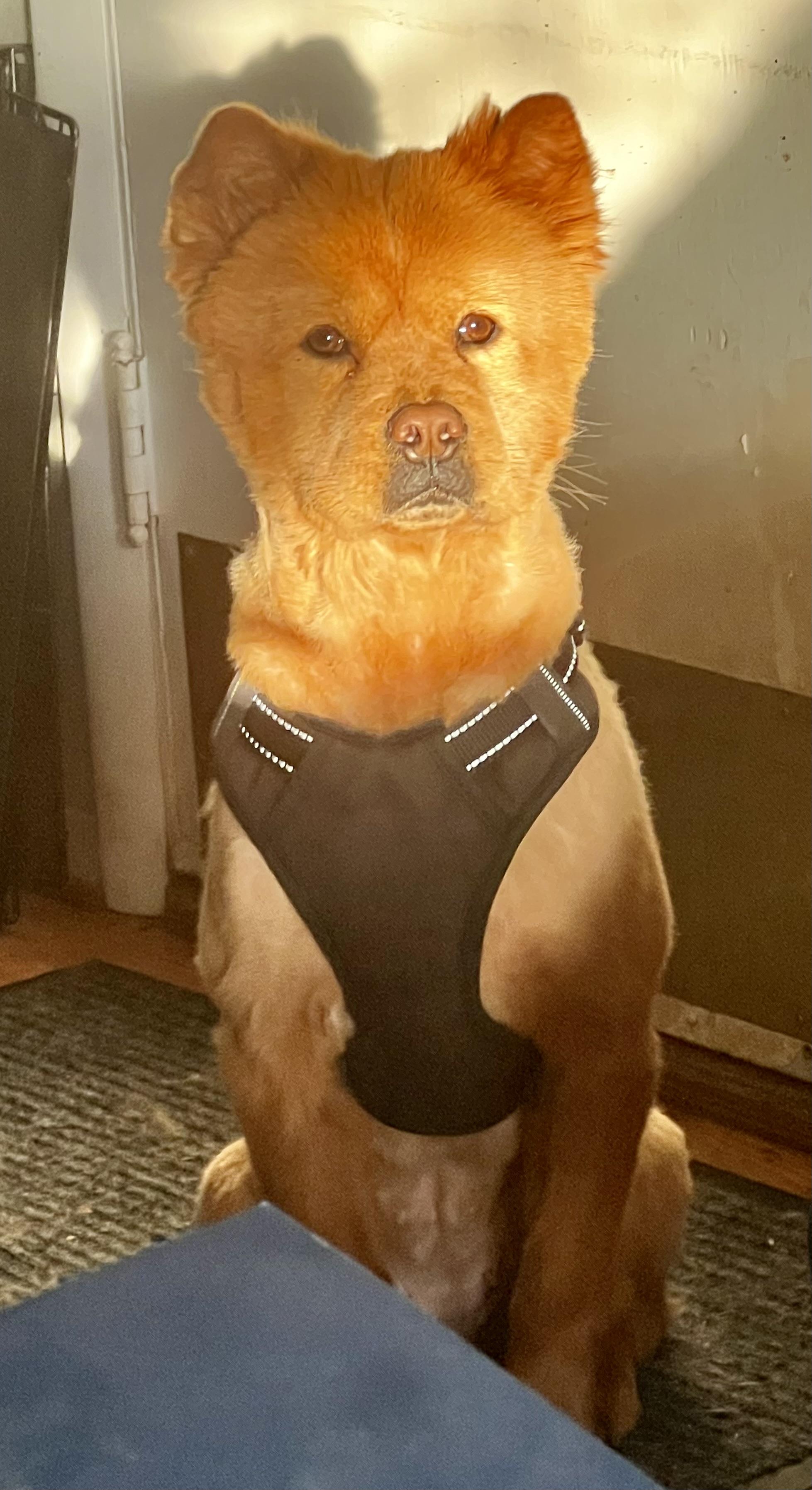 Enlarge Crimson, a Adoptable Chow Chow in Saint Louis, MO image 3/5