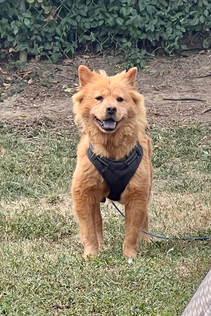 Enlarge Crimson, a Adoptable Chow Chow in Saint Louis, MO image 4/5