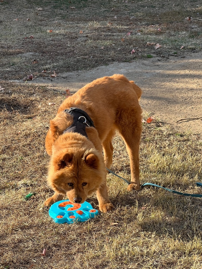 Enlarge Crimson, a Adoptable Chow Chow in Saint Louis, MO image 5/5