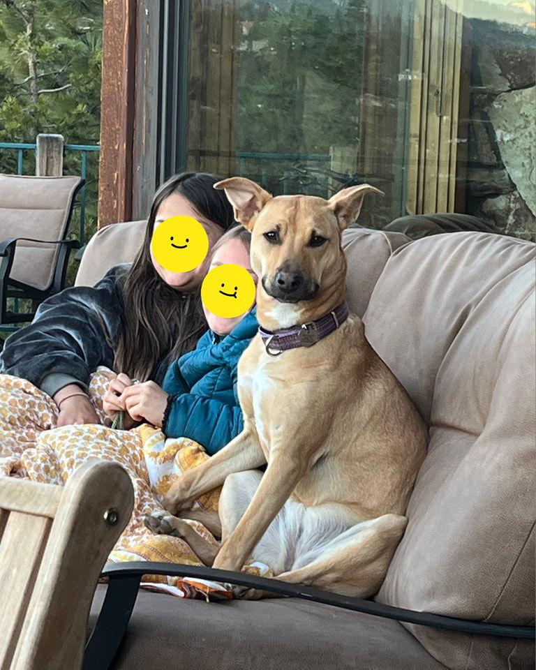 Lexi Napa Petco, a Adoptable American Bulldog in Napa, CA image 1/3