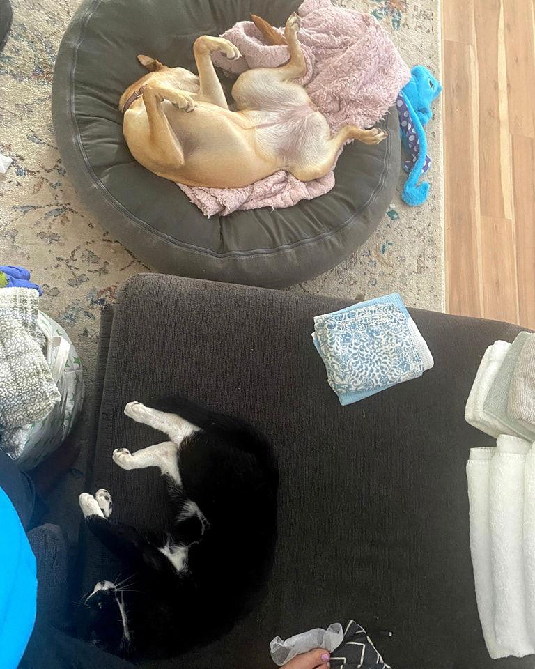 Lexi Napa Petco, a Adoptable American Bulldog in Napa, CA image 2/3