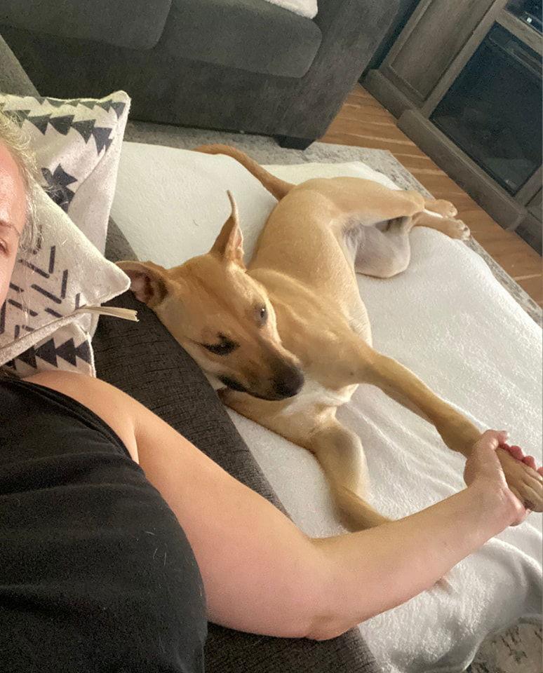 Lexi Napa Petco, a Adoptable American Bulldog in Napa, CA image 3/3