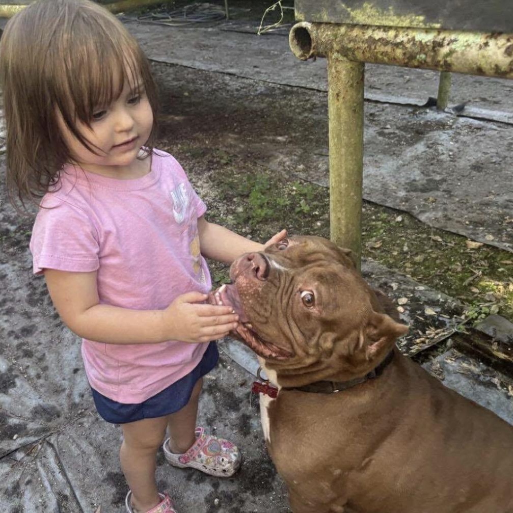 Enlarge DANNY DOGVITO, a Adoptable American Bully in Tampa, FL image 5/6