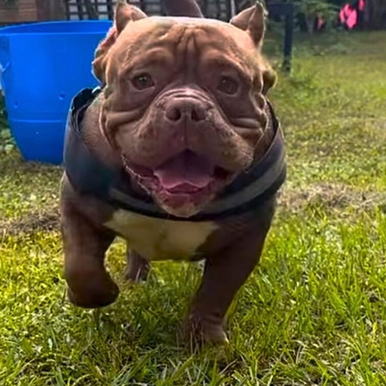 DANNY DOGVITO, Adoptable, Young Male American Bully.