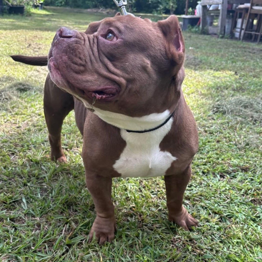Enlarge DANNY DOGVITO, a Adoptable American Bully in Tampa, FL image 4/6