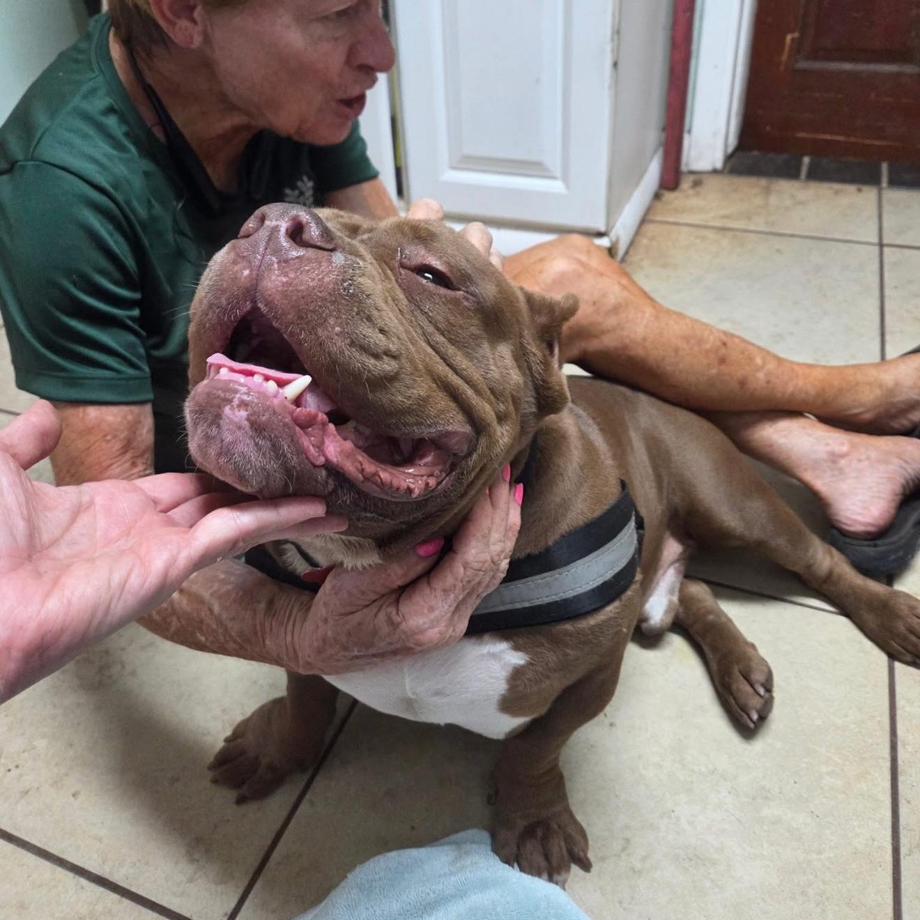 Enlarge DANNY DOGVITO, a Adoptable American Bully in Tampa, FL image 2/6