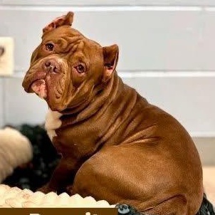 Enlarge DANNY DOGVITO, a Adoptable American Bully in Tampa, FL image 3/6