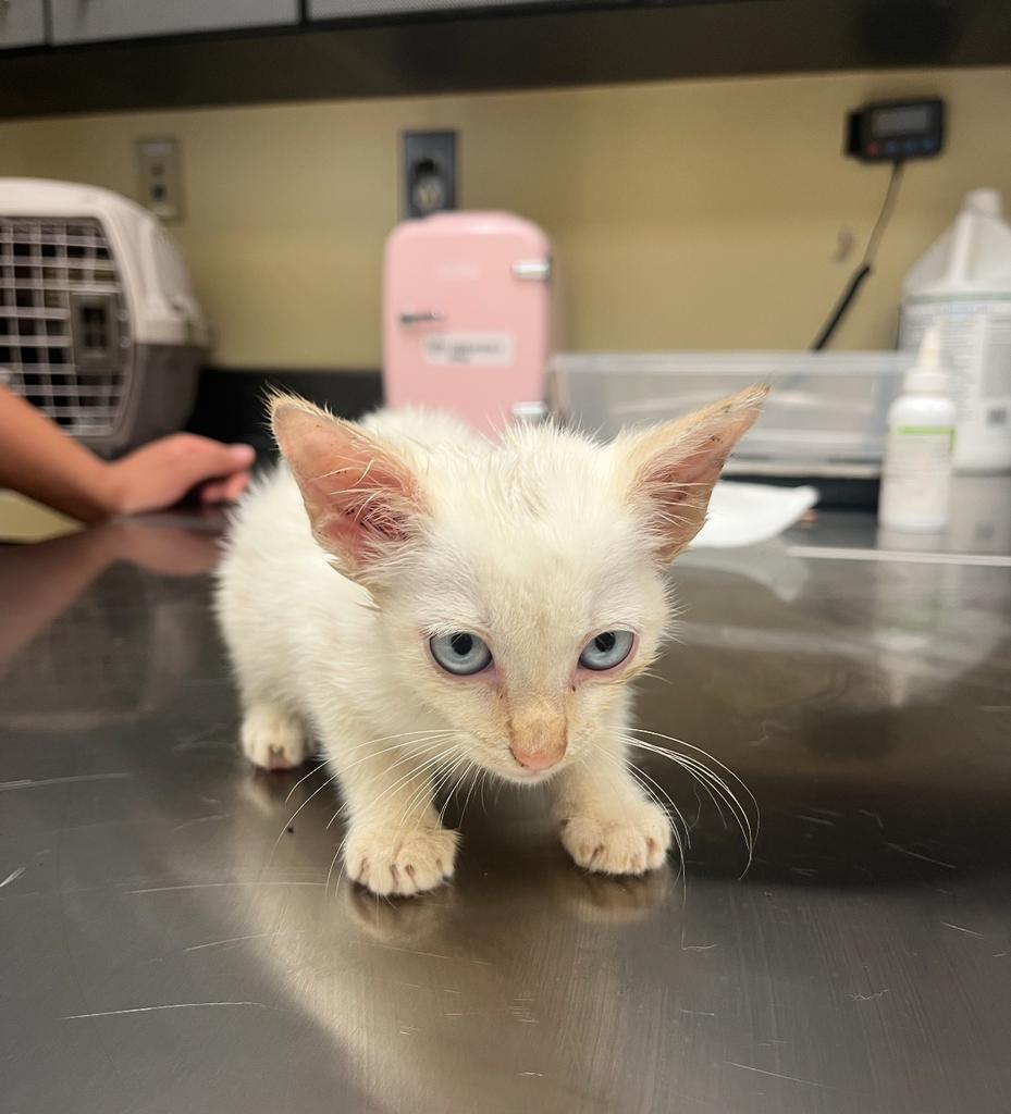 Sol ✅, Adoptable, Kitten Male Domestic Short Hair.