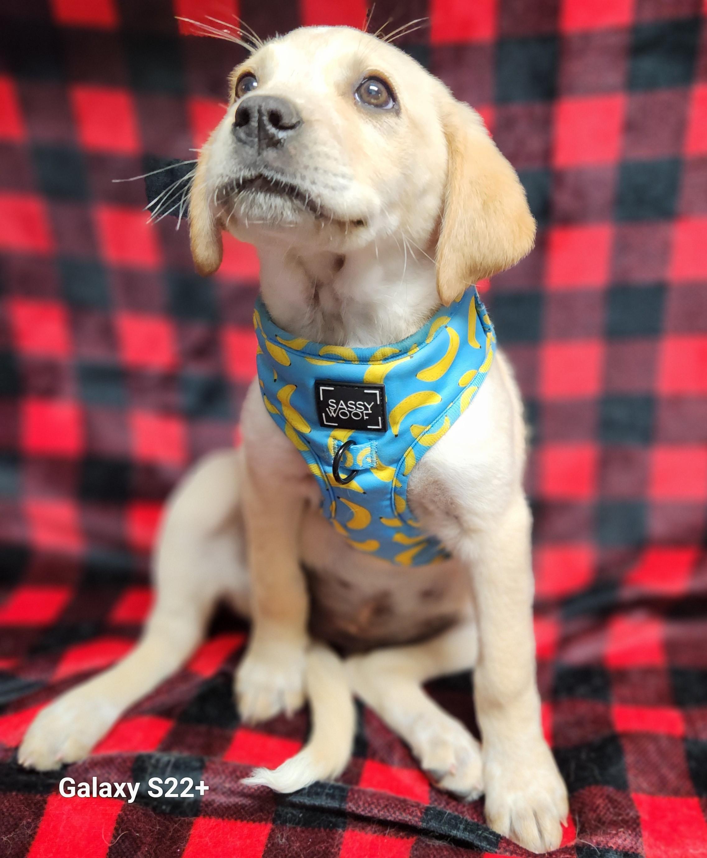 Enlarge Miley, an adopted mixed breed in Siloam Springs, AR image 2/2