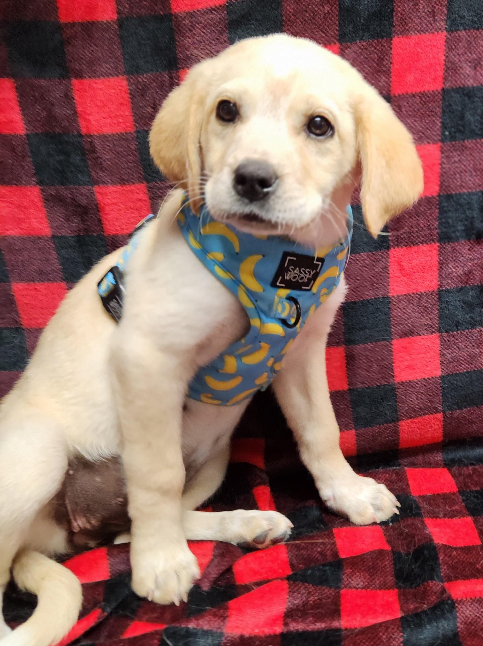 Miley, adopted, Puppy Female Yellow Labrador Retriever.