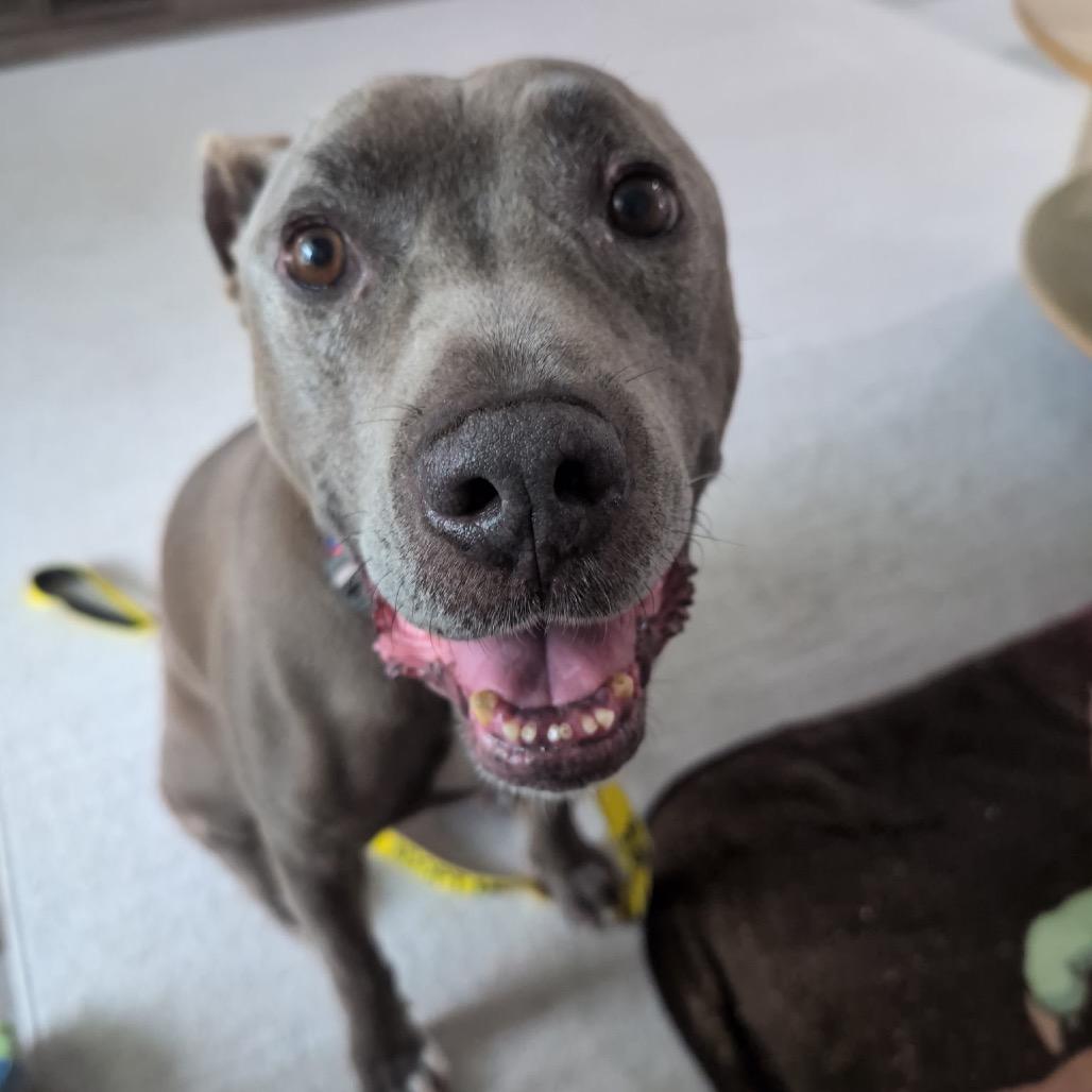 Perdue, Adoptable, Senior Male Mixed Breed.