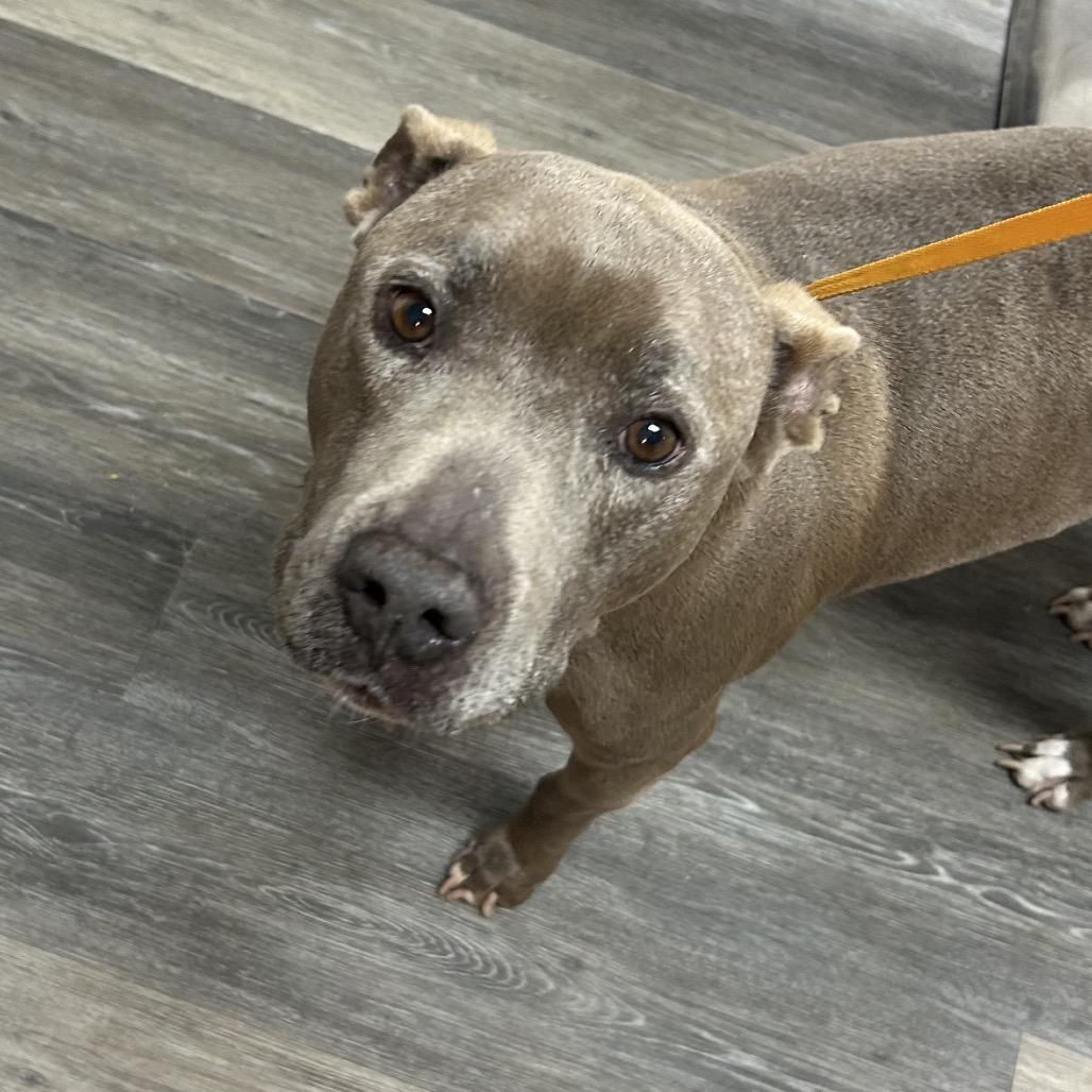 Enlarge Perdue, a Adoptable Mixed Breed in Pensacola, FL image 1/6