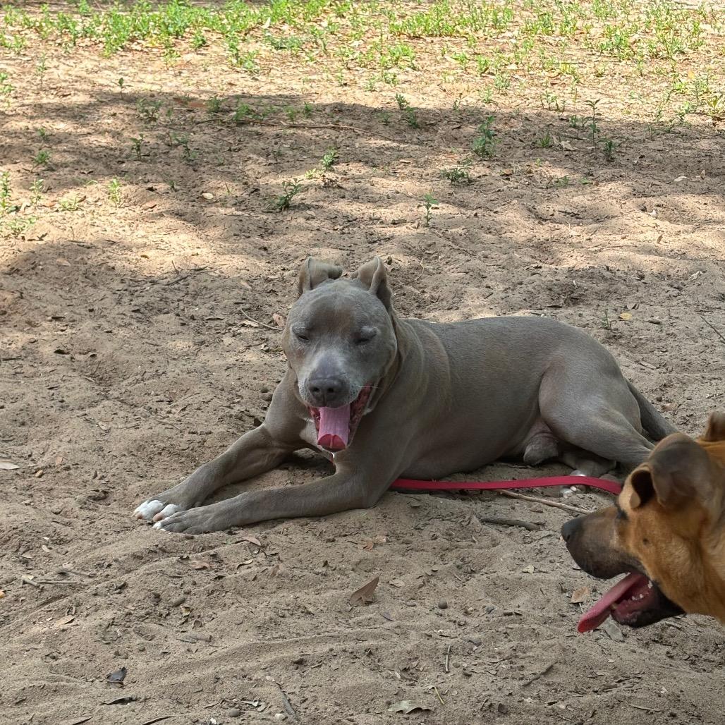 Enlarge Perdue, a Adoptable Mixed Breed in Pensacola, FL image 2/6