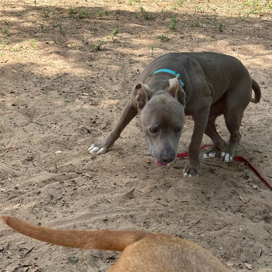Enlarge Perdue, a Adoptable Mixed Breed in Pensacola, FL image 3/6