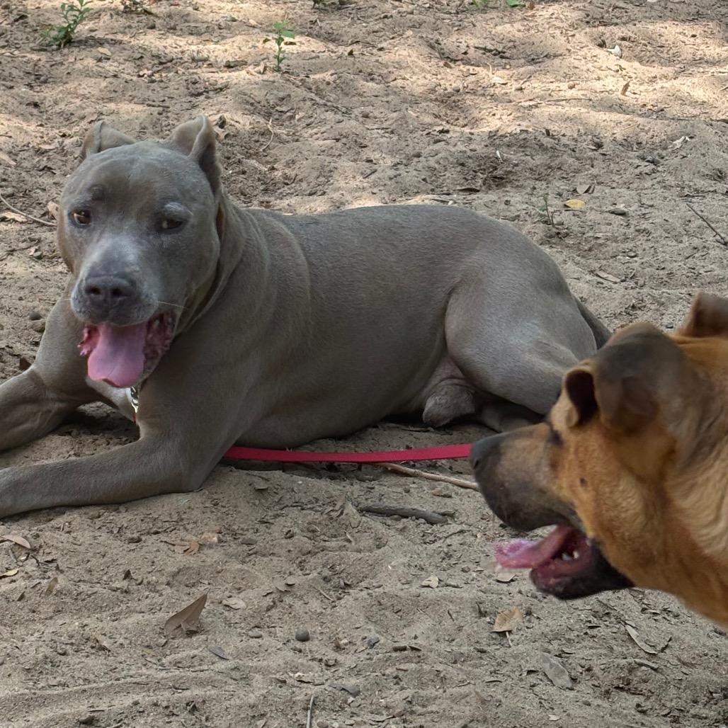 Enlarge Perdue, a Adoptable Mixed Breed in Pensacola, FL image 4/6