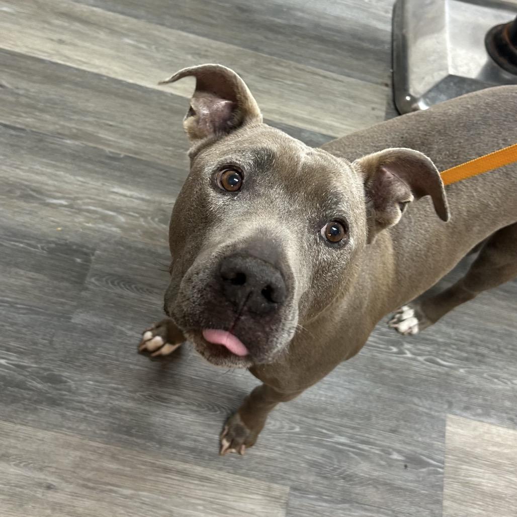 Enlarge Perdue, a Adoptable Mixed Breed in Pensacola, FL image 5/6