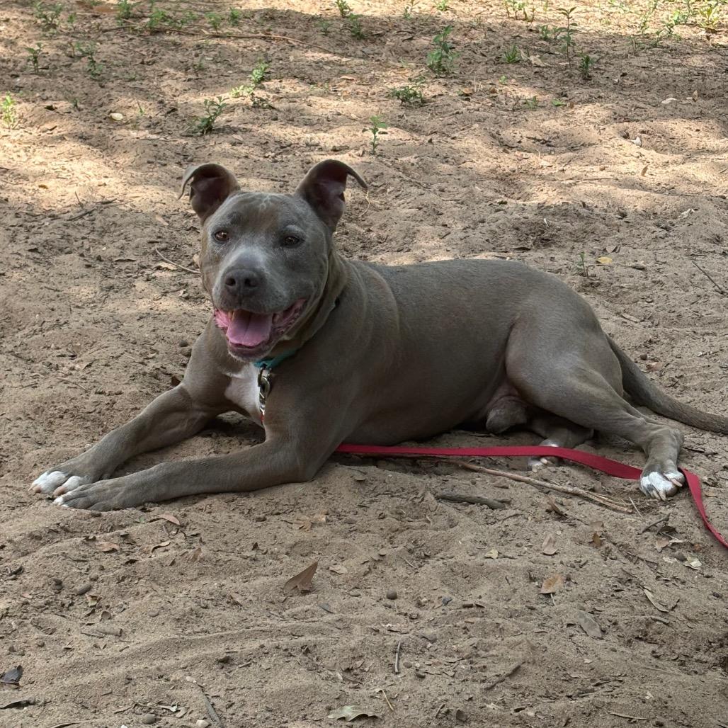 Enlarge Perdue, a Adoptable Mixed Breed in Pensacola, FL image 6/6