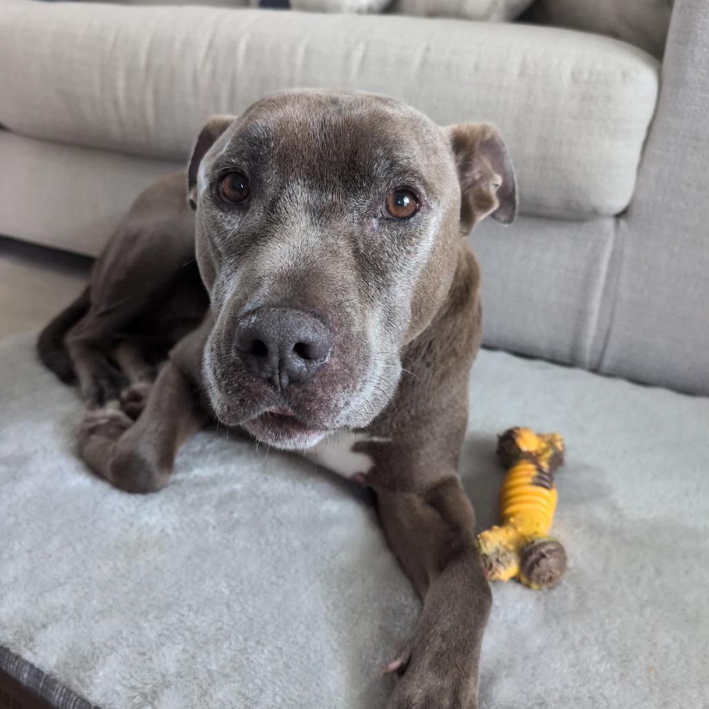 Enlarge Perdue, a Adoptable Mixed Breed in Pensacola, FL image 6/6