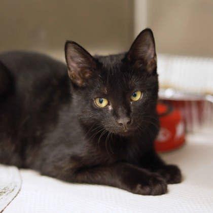 Kuko, Adoptable, Kitten Male Domestic Short Hair.