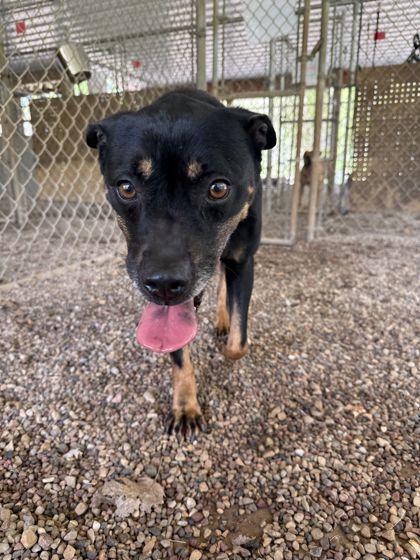 Layla, a Adoptable mixed breed in Shawano, WI image 1/2