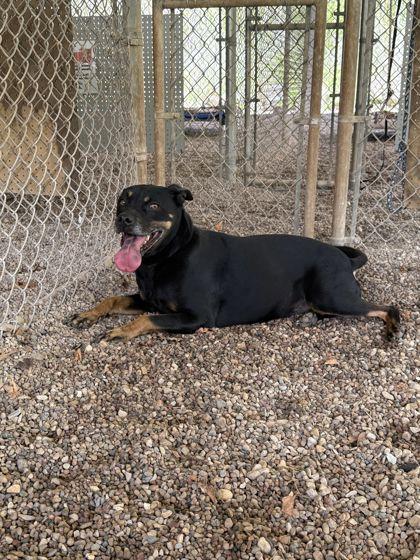 Layla, a Adoptable mixed breed in Shawano, WI image 2/2