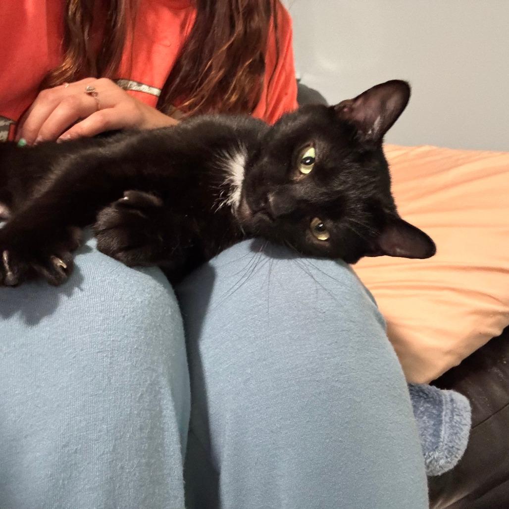Enlarge Molly C11207, a Adoptable Domestic Short Hair in Princeton, MN image 1/5