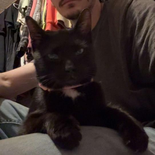 Enlarge Molly C11207, a Adoptable Domestic Short Hair in Princeton, MN image 3/5