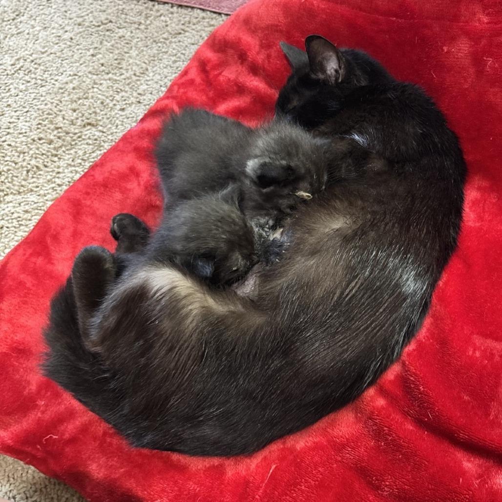 Enlarge Molly C11207, a Adoptable Domestic Short Hair in Princeton, MN image 4/5
