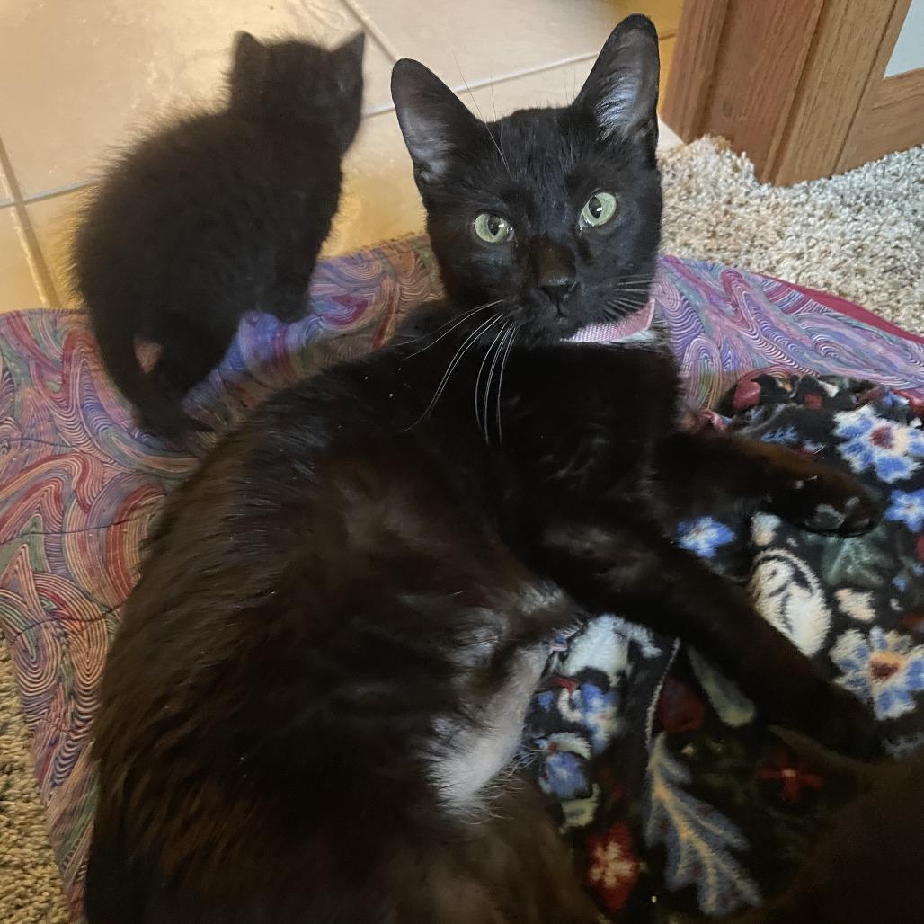 Enlarge Molly C11207, a Adoptable Domestic Short Hair in Princeton, MN image 2/5