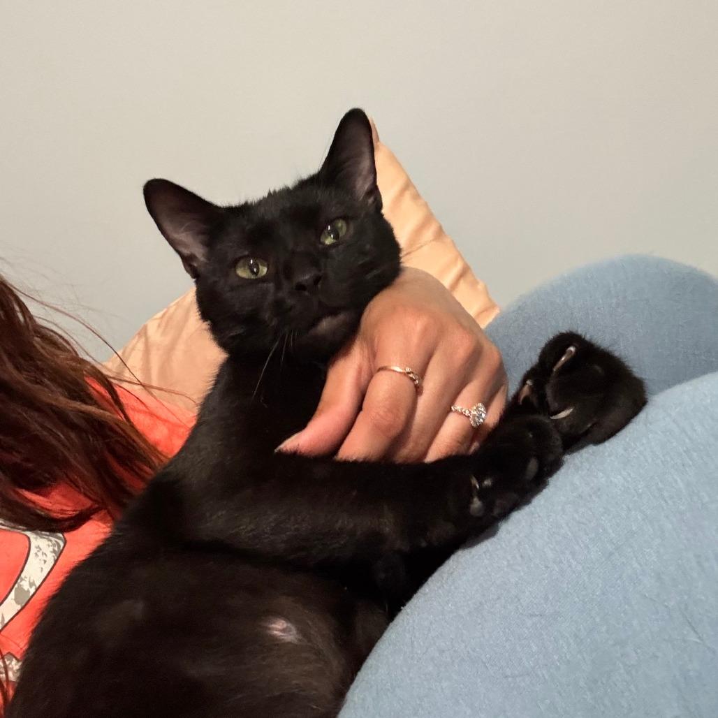 Enlarge Molly C11207, a Adoptable Domestic Short Hair in Princeton, MN image 5/5