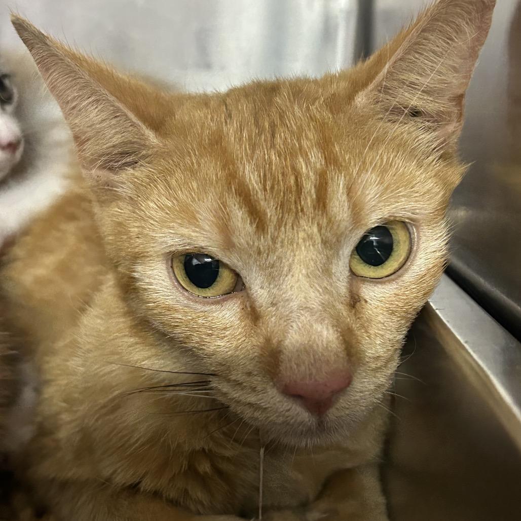Enlarge Ginger, a Adoptable Domestic Short Hair in Pensacola, FL image 1/1
