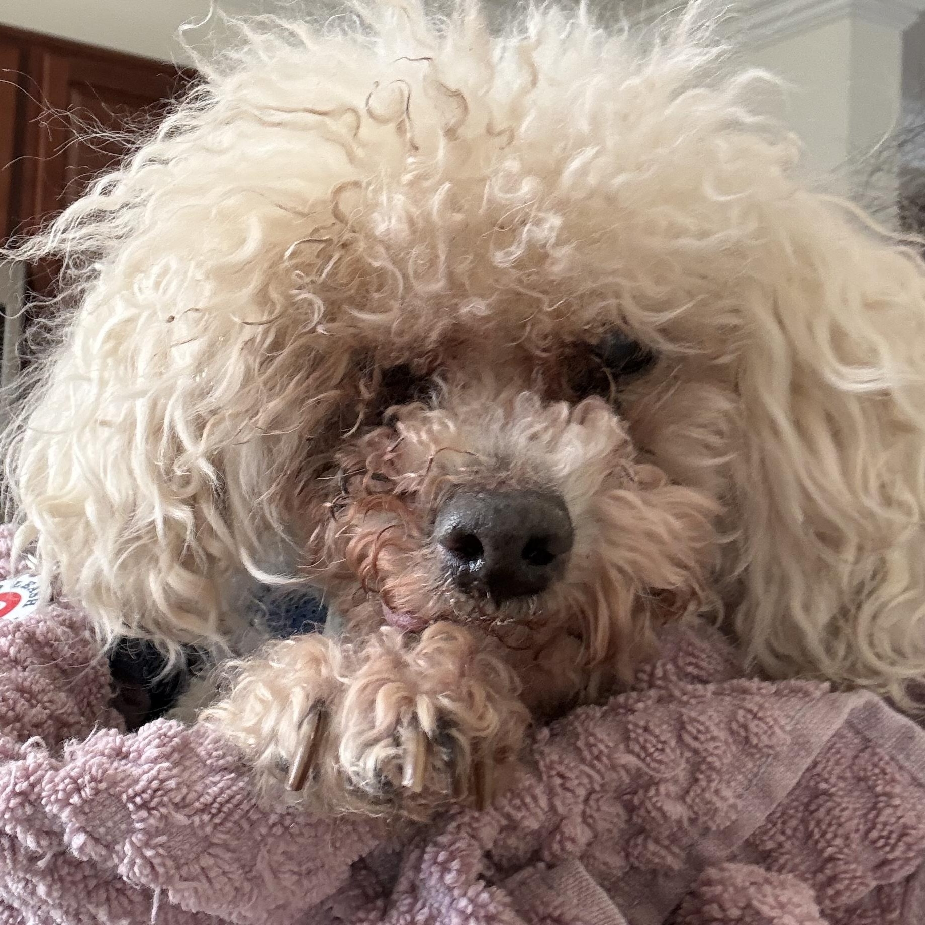 Enlarge Sid the Toothless Cuddler, an adopted Miniature Poodle in Stamford, CT image 6/6