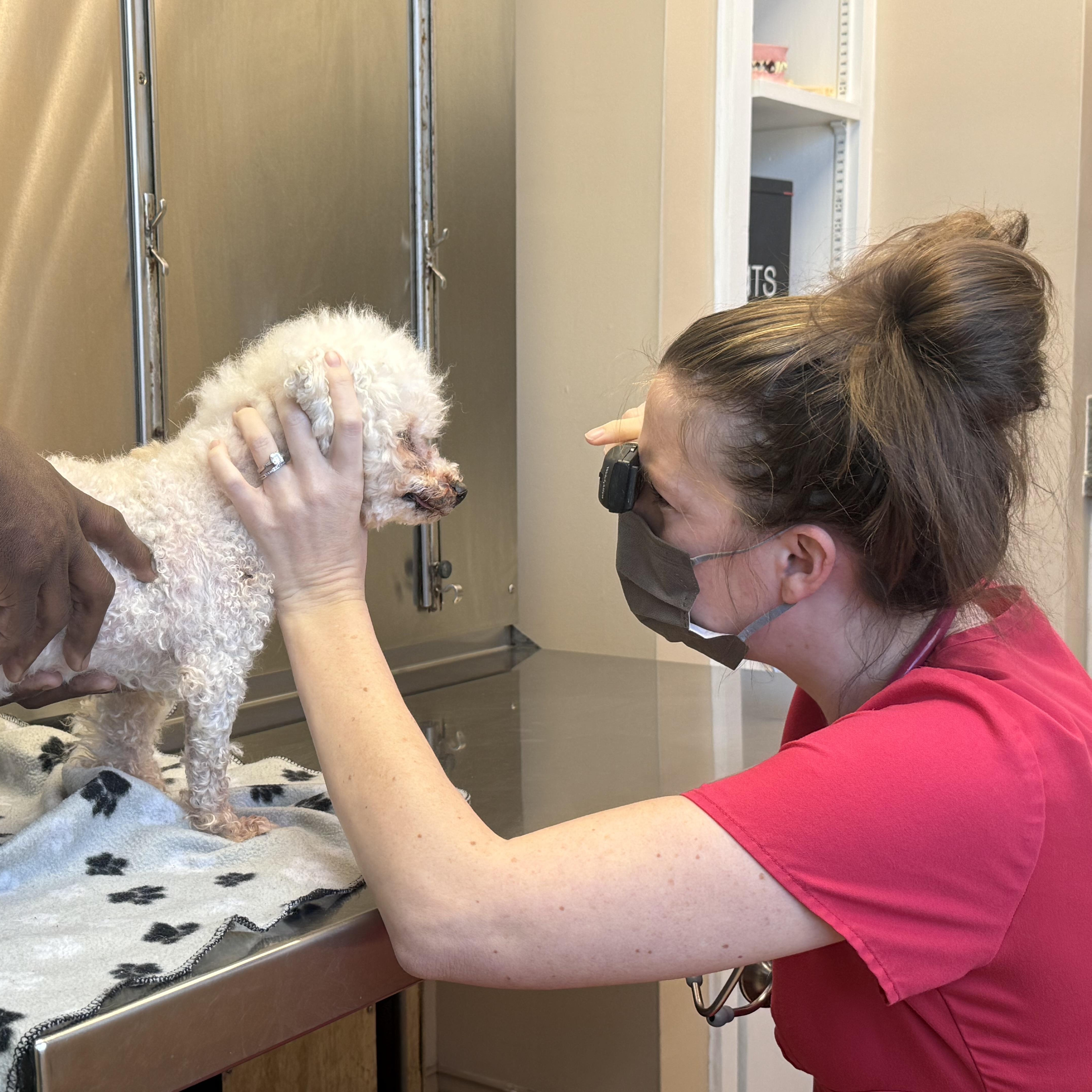 Enlarge Sid the Toothless Cuddler, an adopted Miniature Poodle in Stamford, CT image 3/6