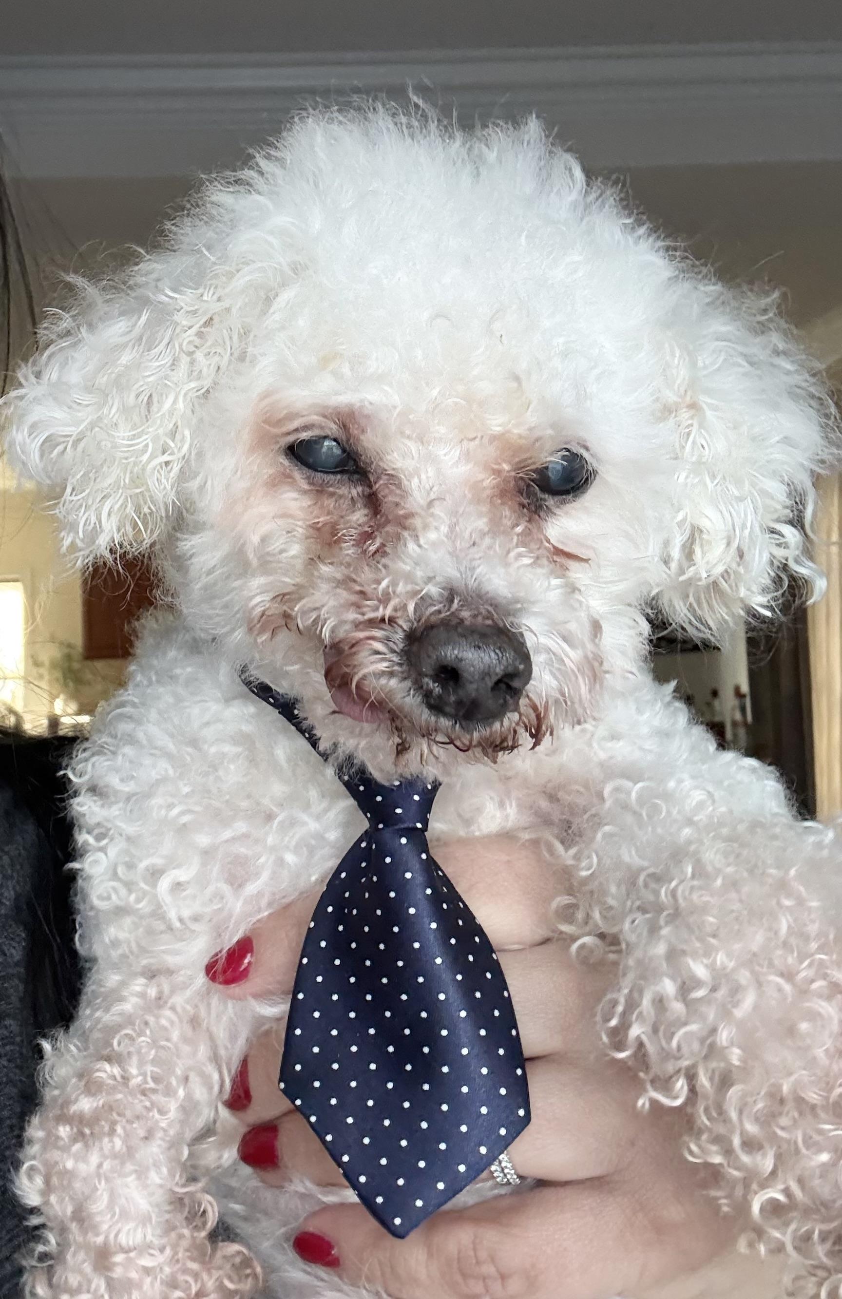 Enlarge Sid the Toothless Cuddler, an adopted Miniature Poodle in Stamford, CT image 5/6