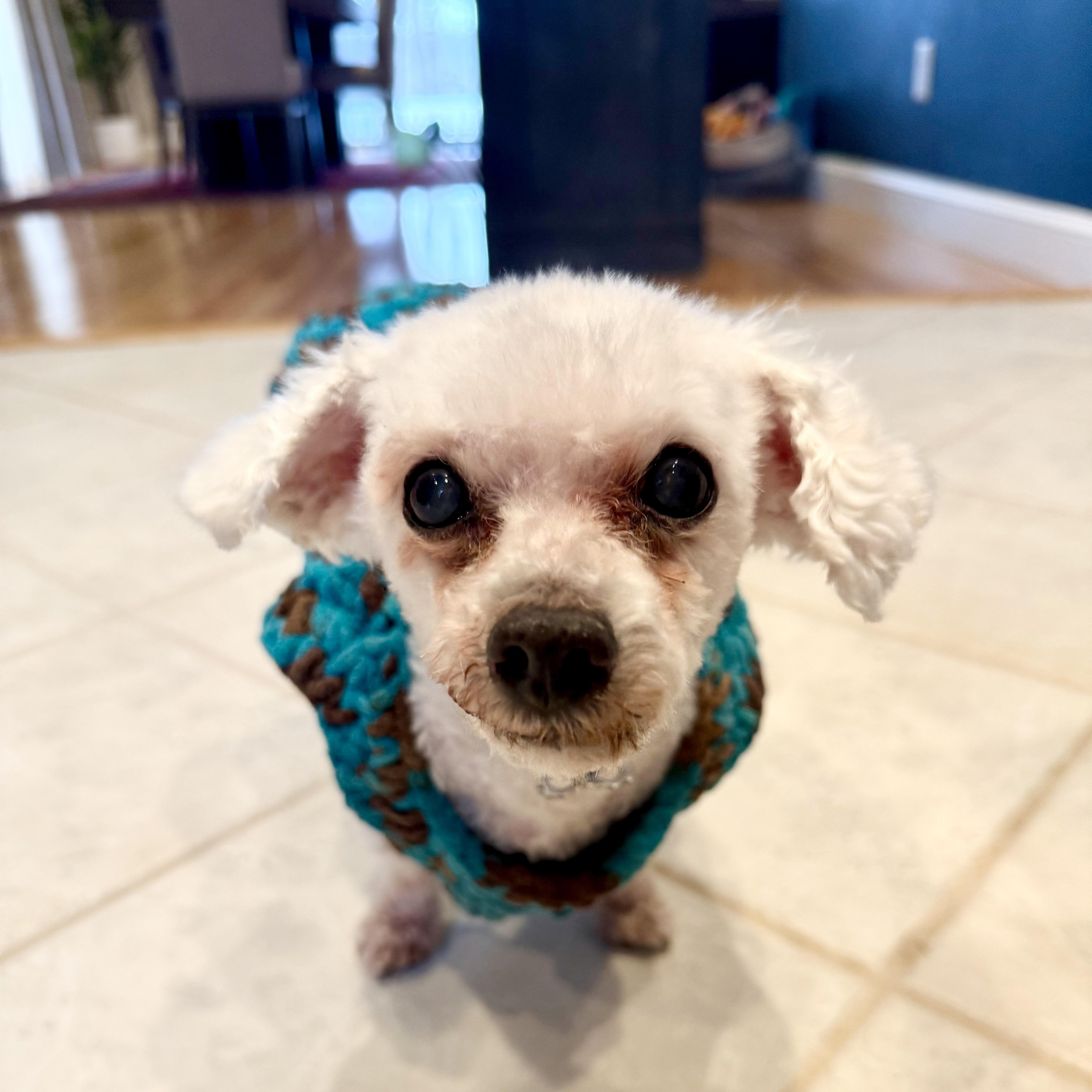 Enlarge Sid the Toothless Cuddler, an adopted Miniature Poodle in Stamford, CT image 1/6