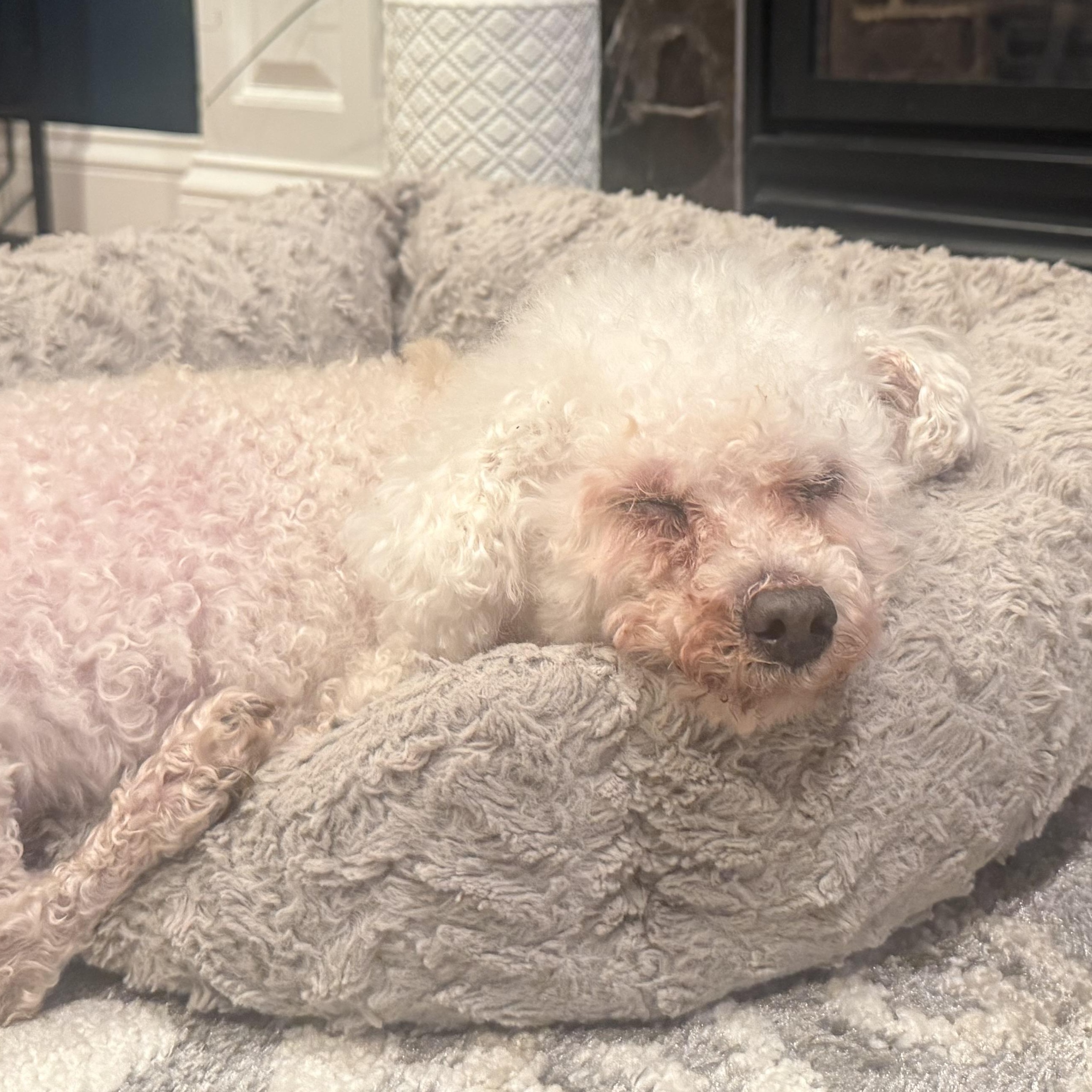 Enlarge Sid the Toothless Cuddler, an adopted Miniature Poodle in Stamford, CT image 4/6