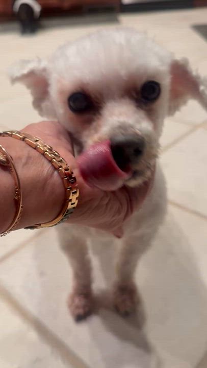 Enlarge Sid the Toothless Cuddler, an adopted Miniature Poodle in Stamford, CT video 2/6