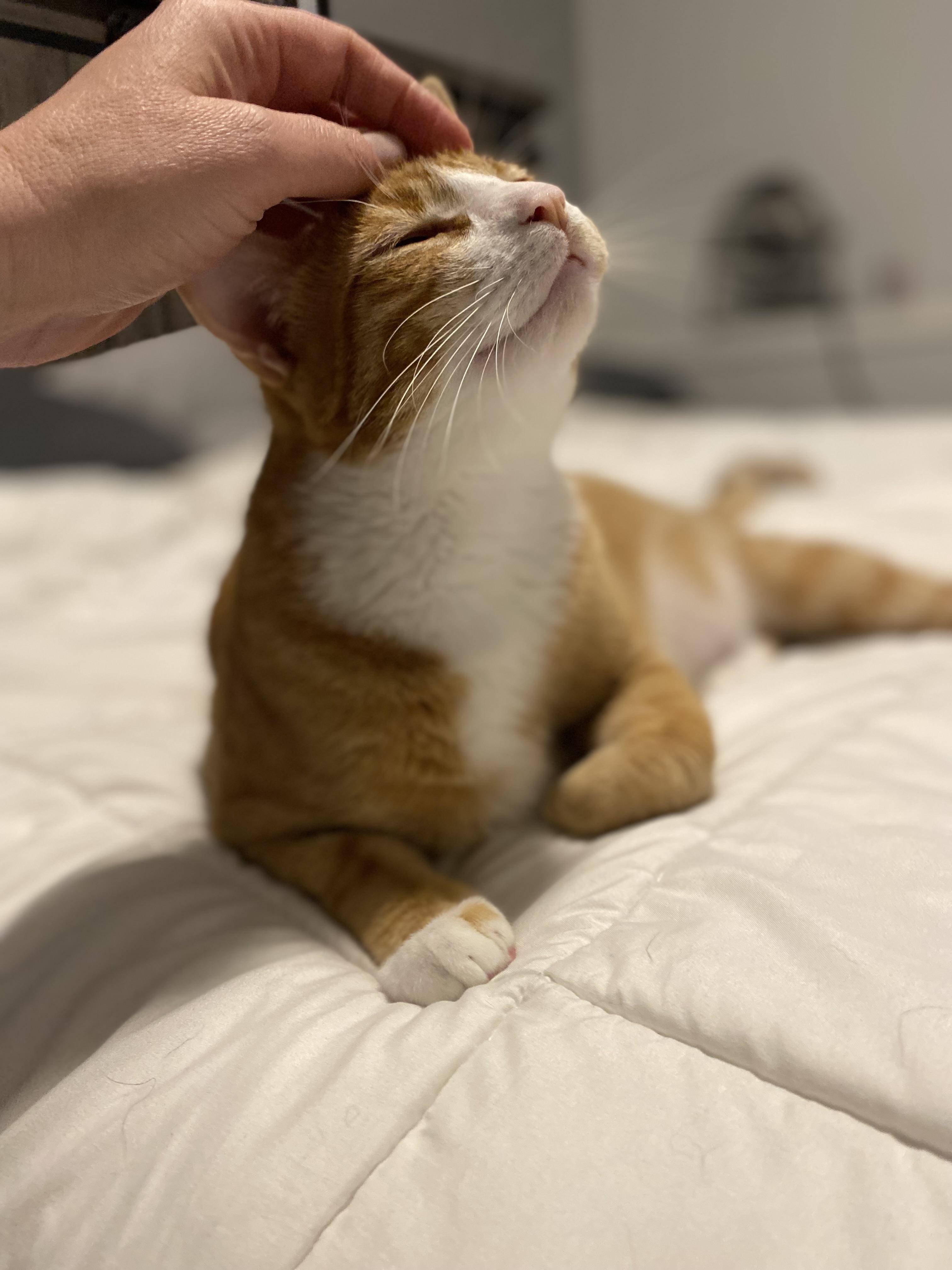 Enlarge Franklin, a Adoptable Domestic Short Hair in Saint Francis, MN image 5/6