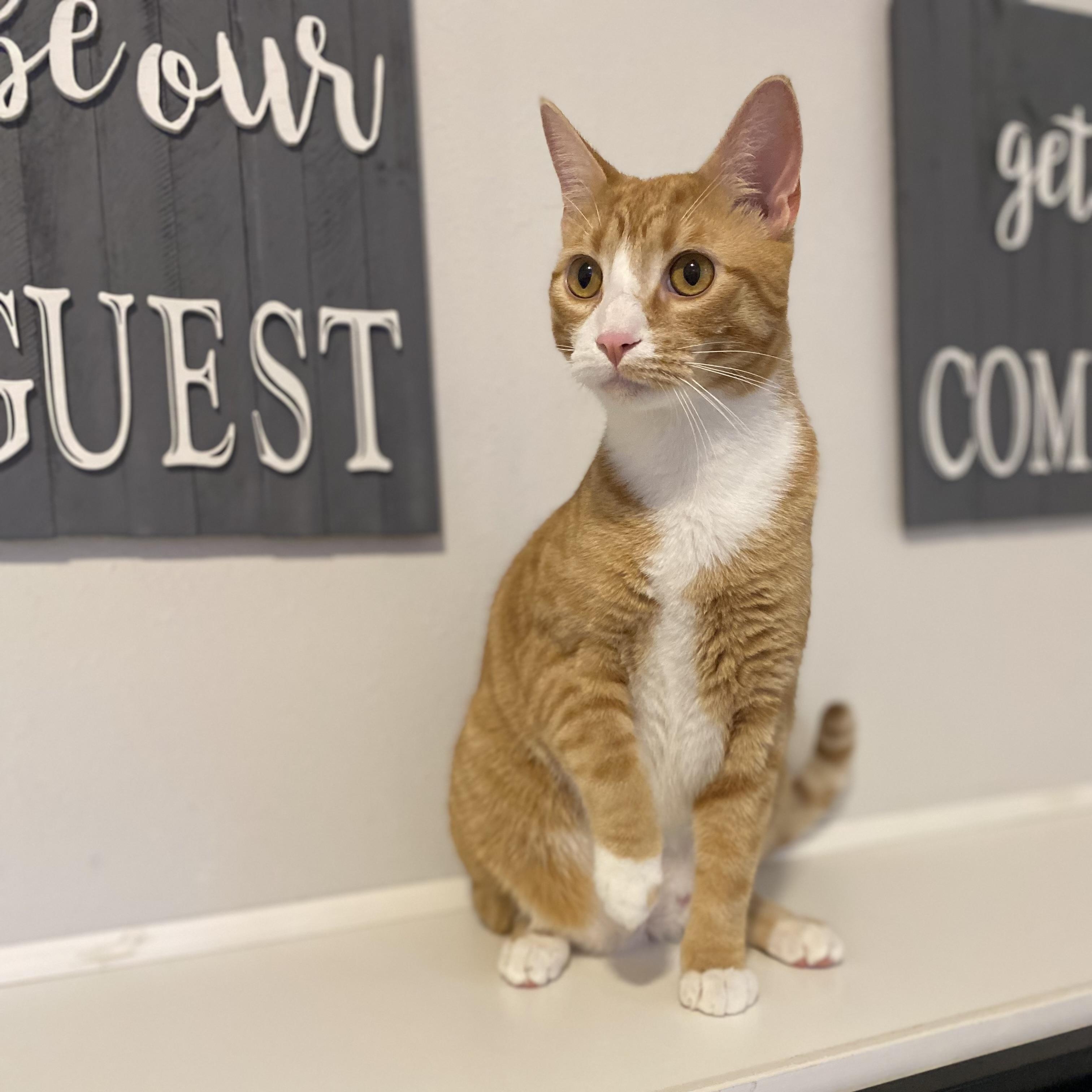 Enlarge Franklin, a Adoptable Domestic Short Hair in Saint Francis, MN image 5/6