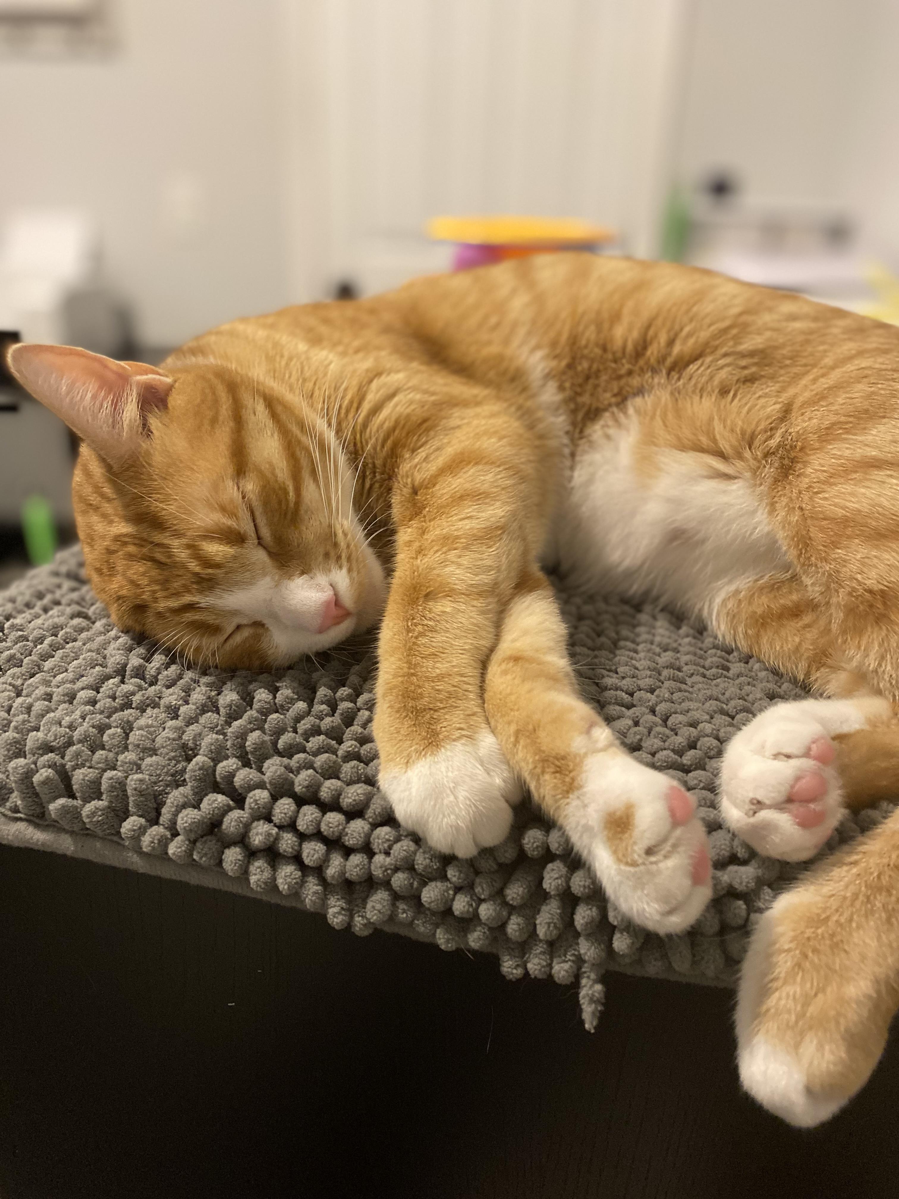 Franklin, Adoptable, Young Male Domestic Short Hair.